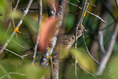 Carpodacus erythrinus