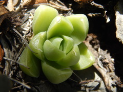 Sedum glabrum