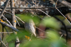 Carpodacus erythrinus
