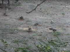 Argya striata