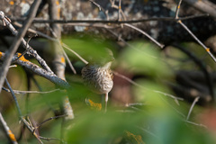 Carpodacus erythrinus