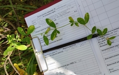 Lathyrus tuberosus