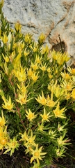 Leucadendron xanthoconus