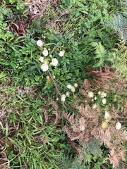 Trachymene composita