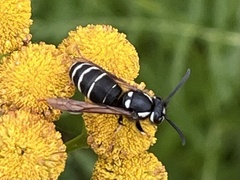 Vespula consobrina