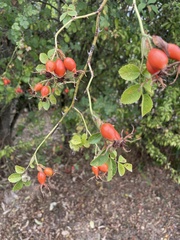 Rosa rubiginosa