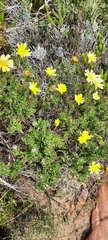 Euryops abrotanifolius