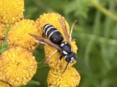 Vespula consobrina