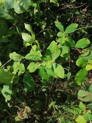 Rauvolfia tetraphylla