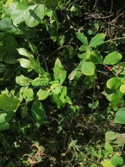 Rauvolfia tetraphylla