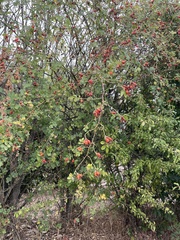 Rosa rubiginosa