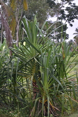 Pandanus odorifer