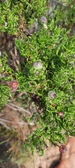 Euryops abrotanifolius