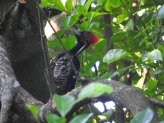 Campephilus guatemalensis