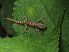 Hemidactylus garnotii