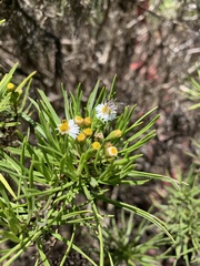 Darwiniothamnus tenuifolius