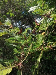 Vachellia cornigera