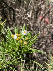 Darwiniothamnus tenuifolius