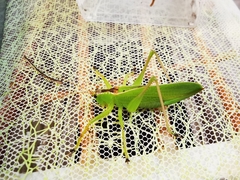 Hexacentrus japonicus