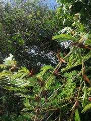 Vachellia cornigera