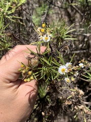 Darwiniothamnus tenuifolius