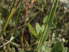 Conocephalini