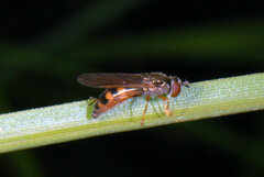 Melanostoma mellinum