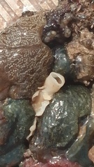 Calcarea