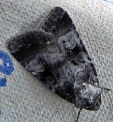 Feltia geniculata
