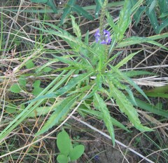 Stachytarpheta angustifolia