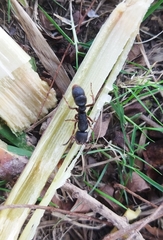 Pseudoneoponera rufipes