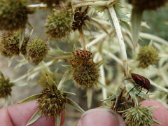 Graphosoma semipunctatum