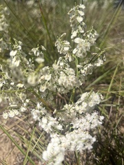 Polygonella americana