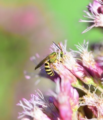Agapostemon