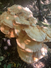 Laetiporus