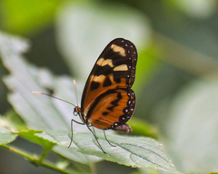 Mechanitis menapis dariensis