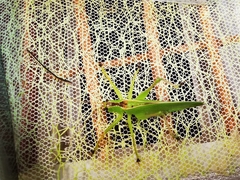 Hexacentrus japonicus