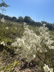 Polygonella americana