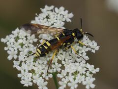 Tenthredo marginella