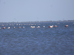 Phoenicopterus chilensis
