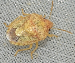 Staria lunata