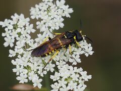 Tenthredo marginella