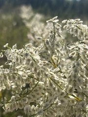 Polygonella americana