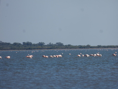 Phoenicopterus chilensis