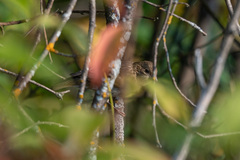 Carpodacus erythrinus