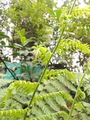 Holoverticata