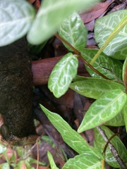 Fistulina hepatica