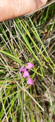 Polygala recognita