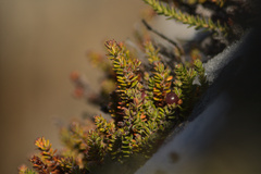 Empetrum rubrum