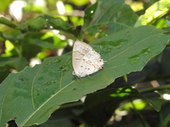 Ministrymon megacles